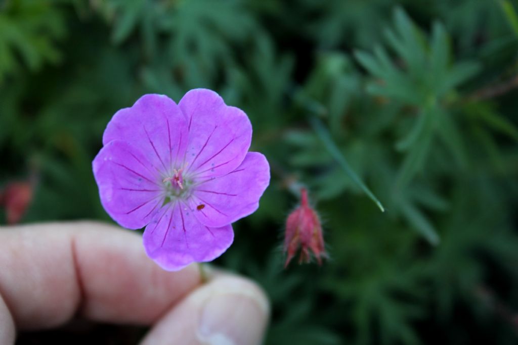 Geranium sanguineum